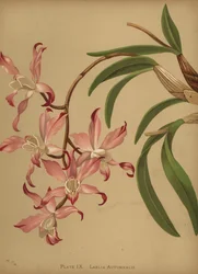 Herbst-Laelia-Orchidee, Laelia autumnalis